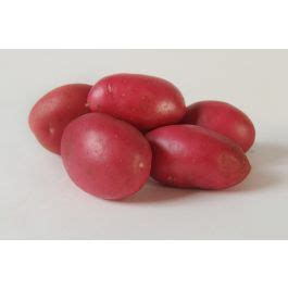 dunastar aardappel